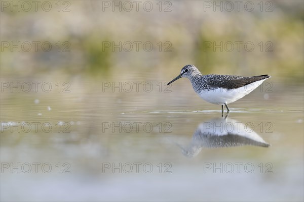 Green Sandpiper (Tringa ochropus) in the shallow water of an abandoned gravel pit