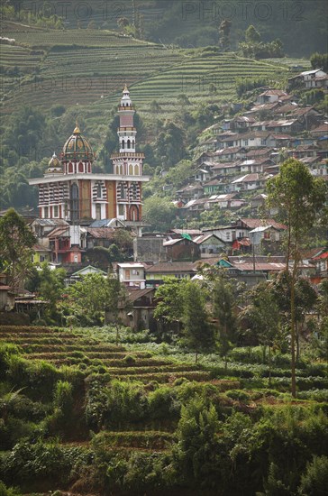 Terrace fields on the slope