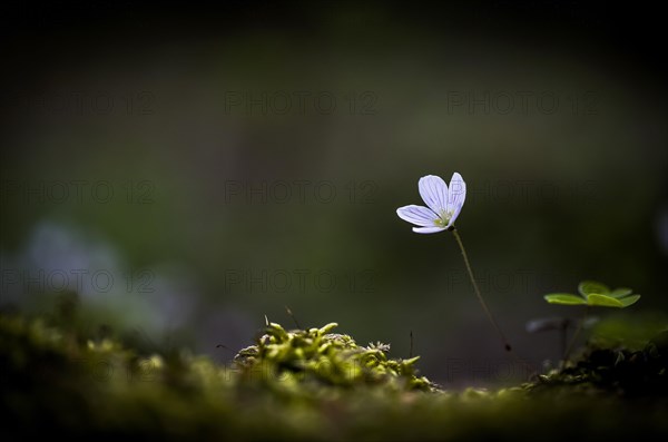 Common wood sorrel (Oxalis acetosella) on forest ground