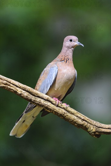 Laughing dove (Streptopelia senegalensis)