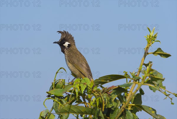 Himalayan Bulbul (Pycnonotus leucogenys) sitting on a bush