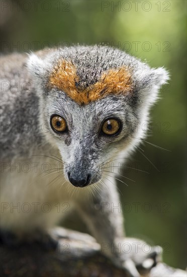 Crowned lemur (Eulemur coronatus)