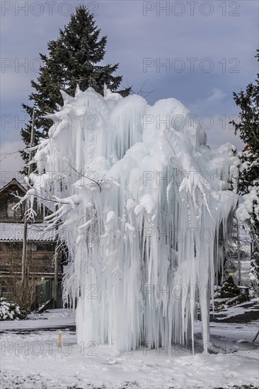 Frozen tree with long icicles