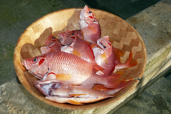 Red edible fish in a bowl