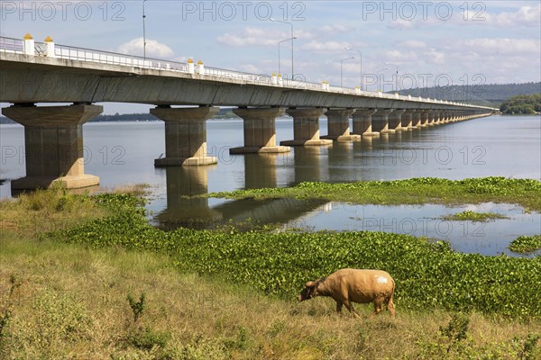 Water buffalo in front of Thepsuda Bridge over Lam Pao