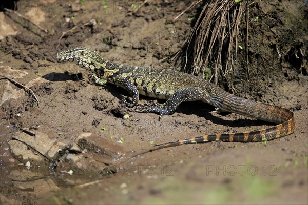 Nile monitor (Varanus niloticus)