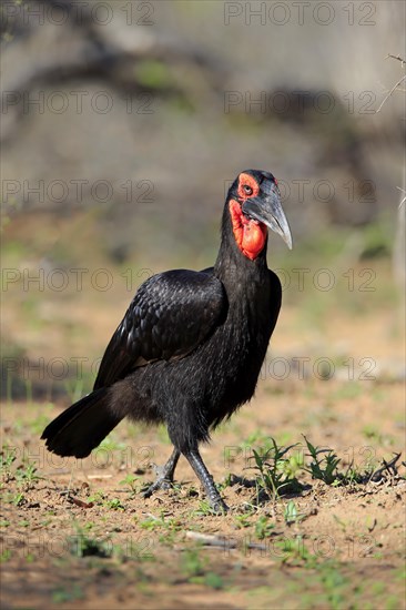 Southern ground hornbill (Bucorvus leadbeateri)