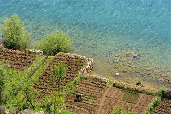 Small cultivated fields on the lake shore