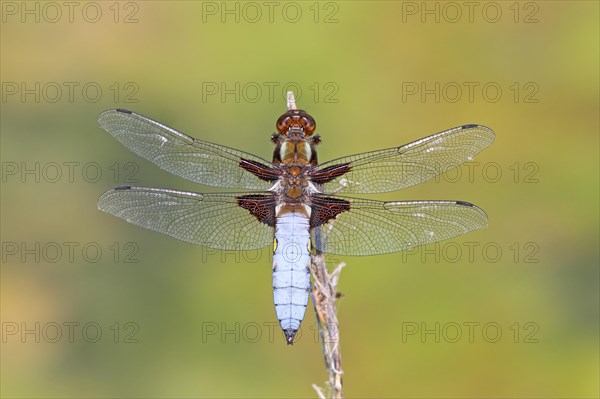 Broad-bodied chaser (Libellula depressa)