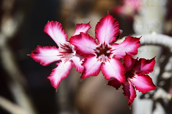 Impala Lily (Adenium multiflorum)