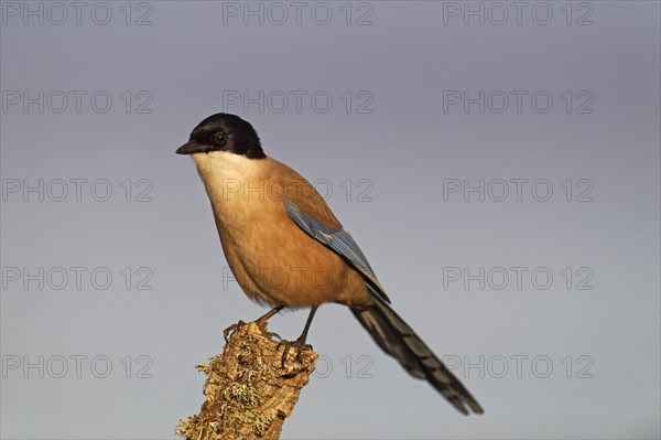 Iberian magpie (Cyanopica cooki)