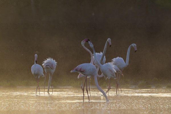 Greater Flamingo (Phoenicopterus roseus)