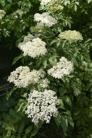 Elder (Sambucus nigra)