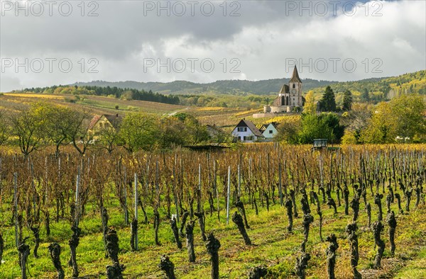 Autumnal vineyards