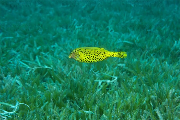 Juvenile Bluetail Trunkfish (Ostracion cyanurus) swim over sea grass