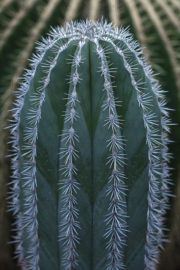 Cacti from Mexico (Pachycereus pringlei)