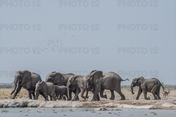 African elephants (Loxodonta africana)