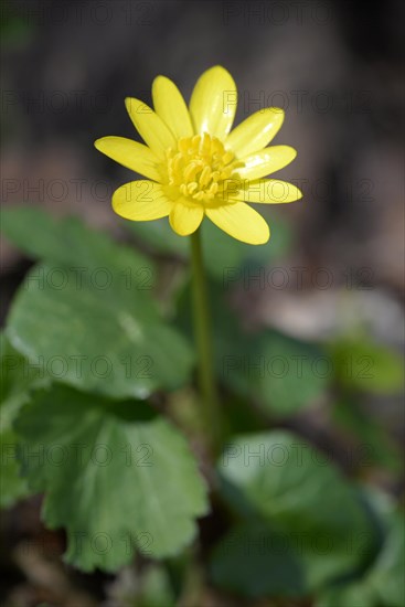 Scarlet herb (Ficaria verna)