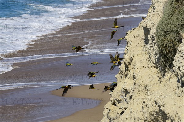 Burrowing Parrots (Cyanoliseus patagonus) at nesting place in a cliff at the sea