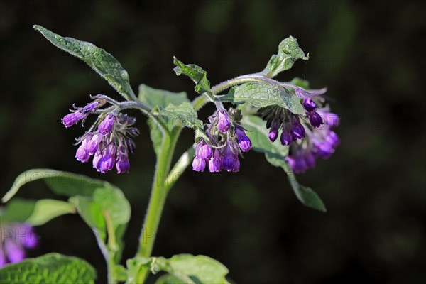 Common comfrey (Symphytum officinale)