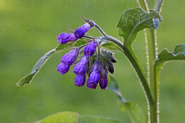 Common comfrey (Symphytum officinale)