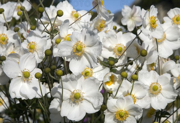 White Chinese anemones (Anemone hupehensis)