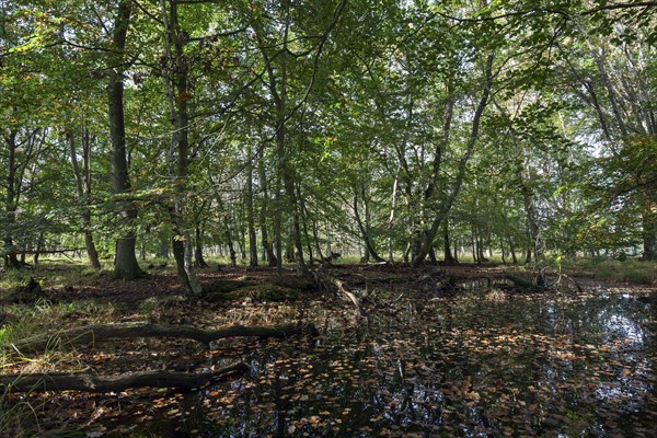 Moorlandscape in the Osterwald Forest