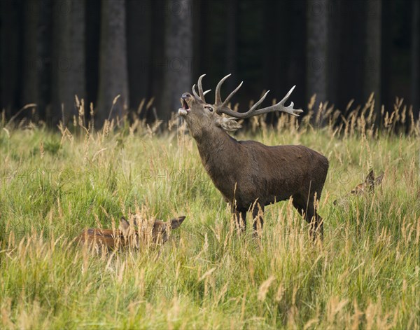 Red deer (Cervus elaphus) roars during rutting season