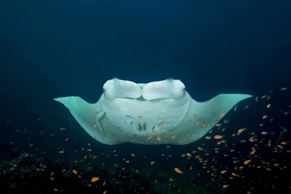 Reef Manta Ray (Mobula alfredi) with cleaner fishes