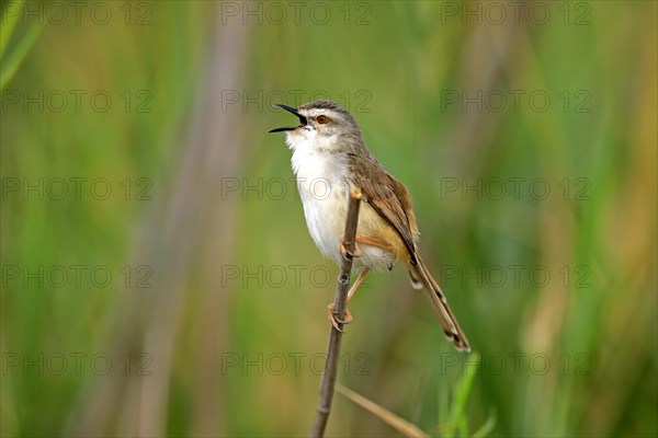 Tawny-flanked prinia (Prinia subflava)