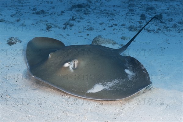 Pink whipray (Himantura fai) lies in the sandy bottom of the Indian Ocean