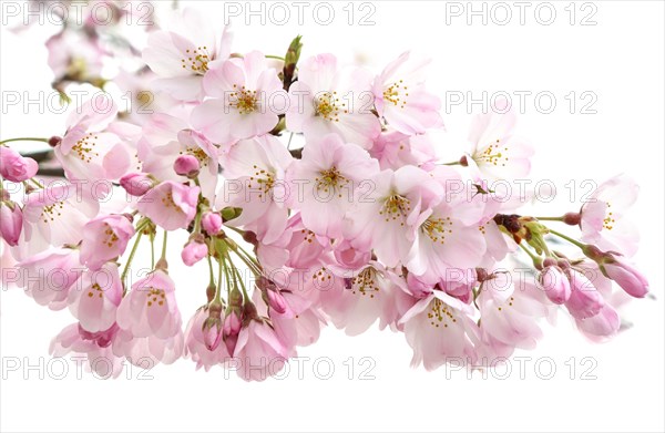 Japanese Cherry Blossom (Prunus x yedoensis)