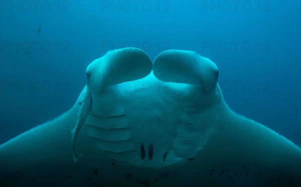 Animal portrait of the Reef Manta Ray (Mobula alfredi) swimming in the blue water