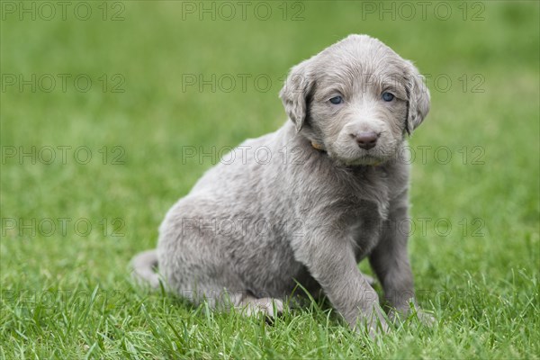 Longhair Weimaraner