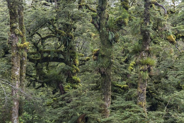 Mossy and grassy trees