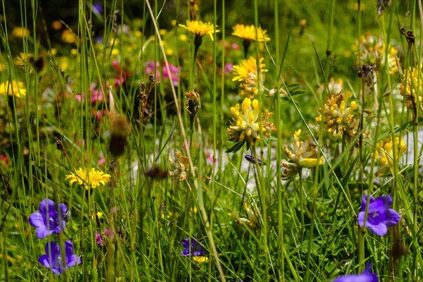 Alpine flower meadow