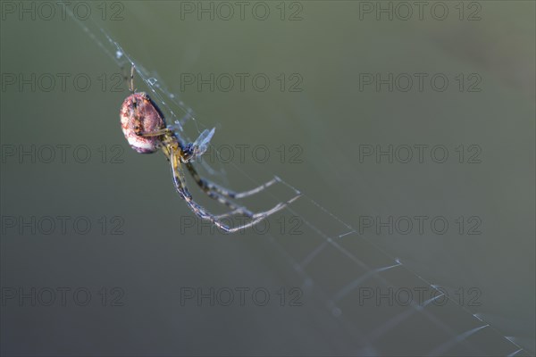Longjawed orbweaver (Meta segmentata) in the spider web