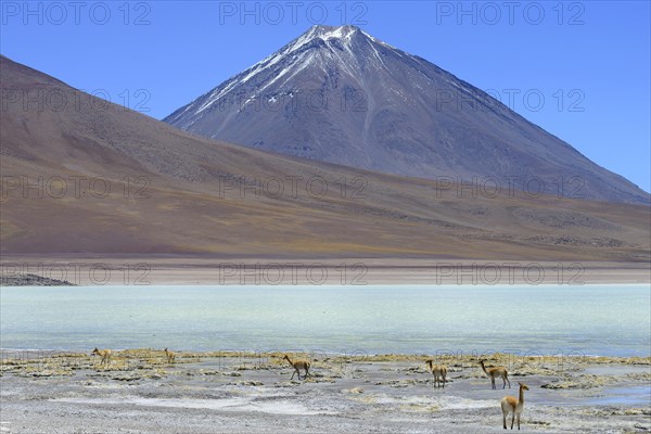 Vicunas (Vicugna vicugna) in front of Laguna Verde and the volcano Licancabur