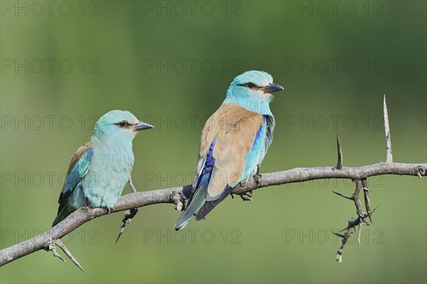 European rollers (Coracias garrulus)