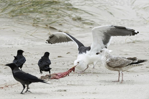 Great black-backed gull (Larus marinus) eats afterbirth of a grey seal on the sandy beach
