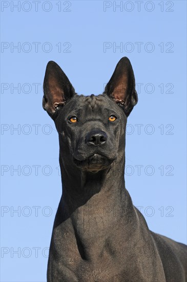 Thai Ridgeback
