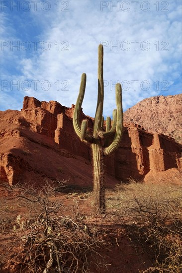 Cactus (Echinopsis atacamensis) in front of red rocks in canyon Quebrada de las Conchas