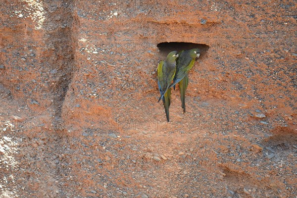 Burrowing Parrots (Cyanoliseus patagonus)