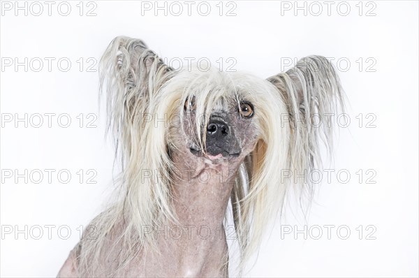 Dog breed Chinese Crested Hairless