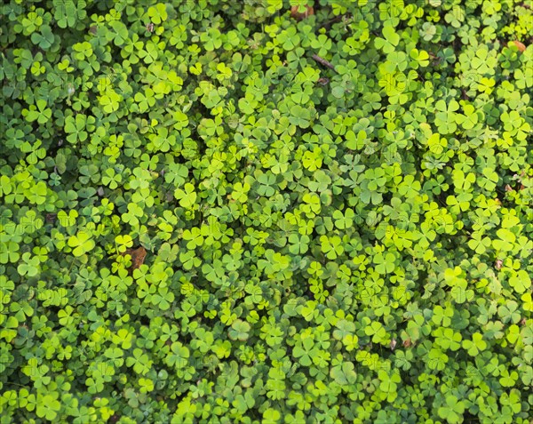Clover with four leaves in a meadow