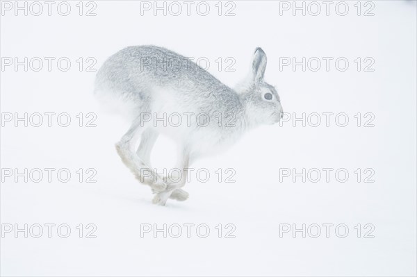 Mountain hare (Lepus timidus) running in snow