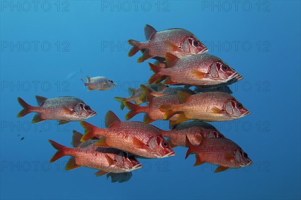 Swarm Sabre squirrelfishes (Sargocentron spiniferum)