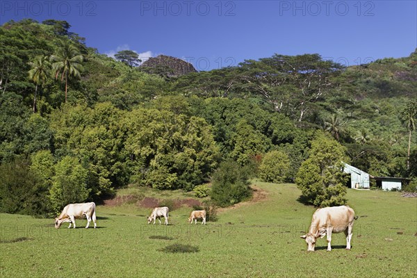 Cows grazing on pasture in the highlands