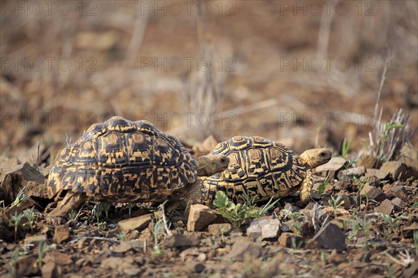 Leopard tortoises (Testudo pardalis)