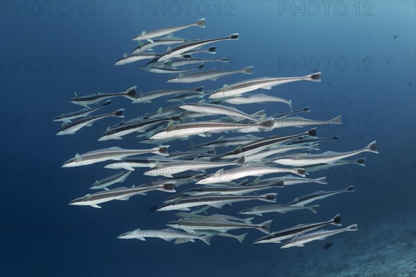 Fish swarm Live sharksucker (Echeneis naucrates)